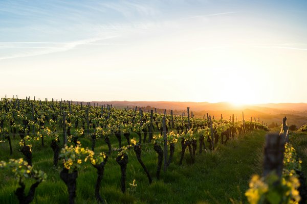 Comment choisir une maison de vacances en Toscane avec des cours de cuisine et des visites de vignobles?